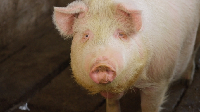 4k实拍农家猪圈玉米猪草喂猪养猪吃食肥猪