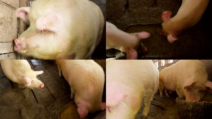 4k实拍农家猪圈玉米猪草喂猪养猪吃食肥猪