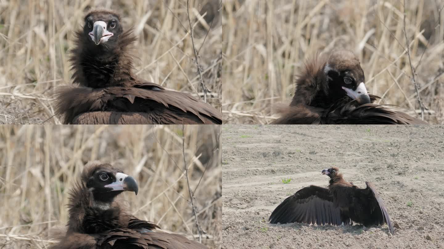 野生鸟类-秃鹫