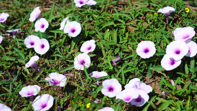 牵牛花特写镜头春暖花开花草绿化