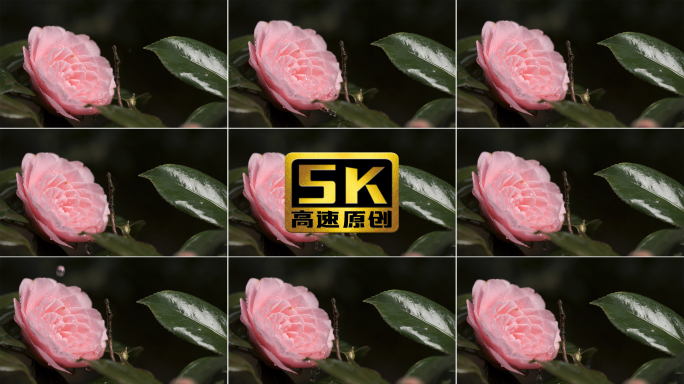 【5K】唯美山茶花，雨滴从山茶花上低落