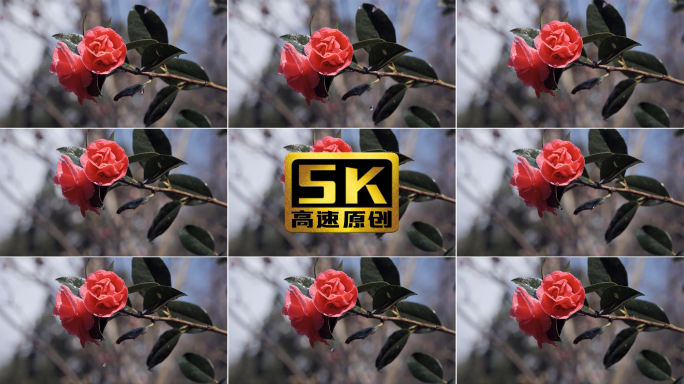 【5K】山茶花盛开，雨中山茶花，山茶空镜