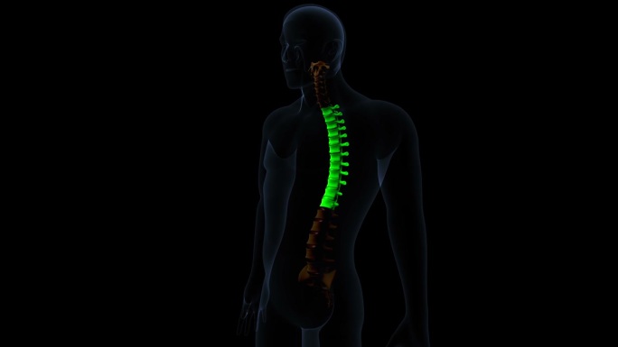 人体骨骼脊柱，腰椎，骶骨，3d插图