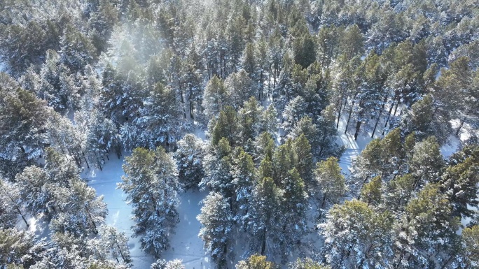 雪花飘落樟子松林冬天雪景素材合集