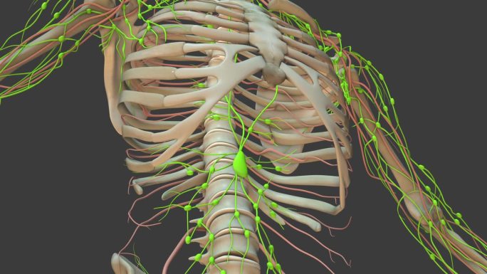 人体淋巴系统的解剖动画