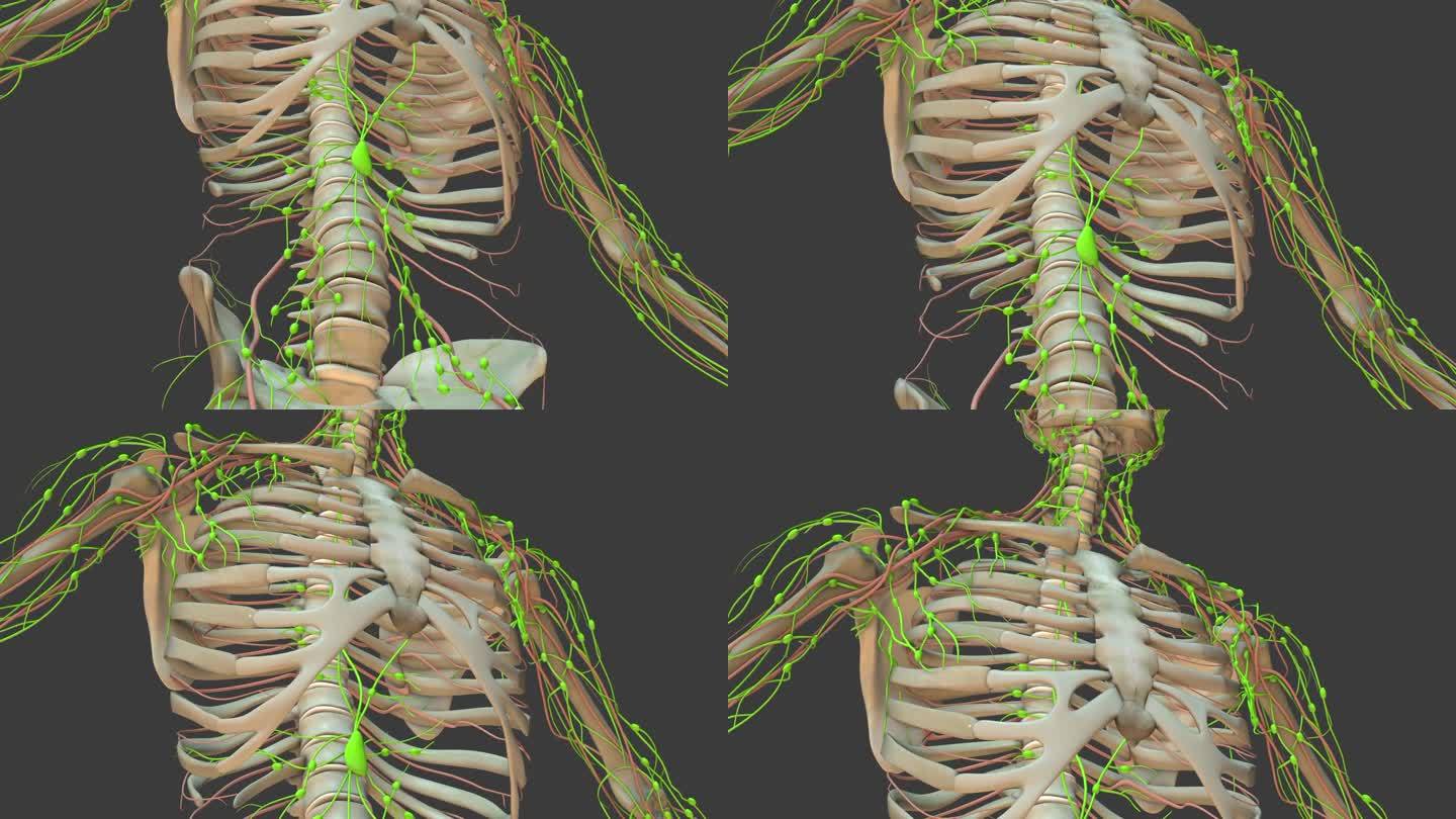 人体淋巴系统的解剖动画