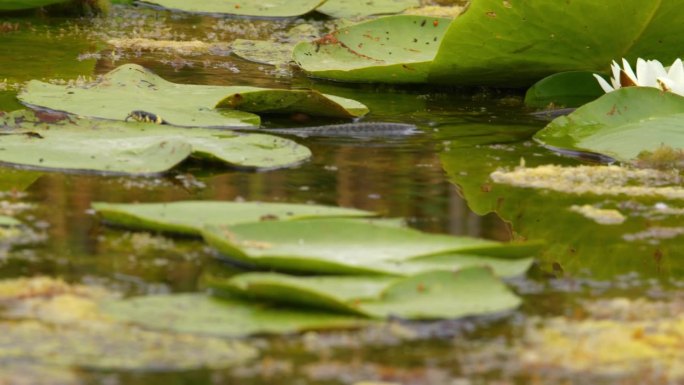 一条小草蛇在池塘的叶子间游来游去