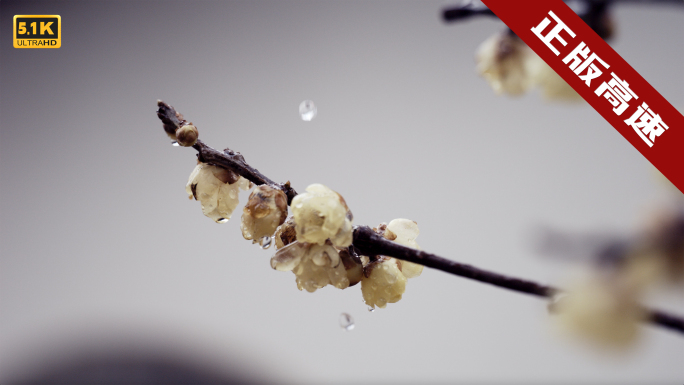 【5K】雨中梅花，雨中腊梅，雨水滴在梅花