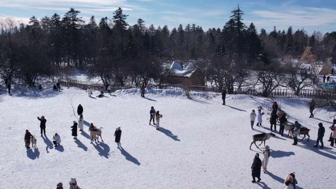 长白山雪岭驯鹿园