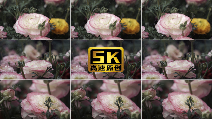 5K-园艺花卉花毛莨，雨中的花毛莨