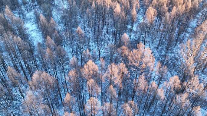 航拍林海雪原夕照红树梢