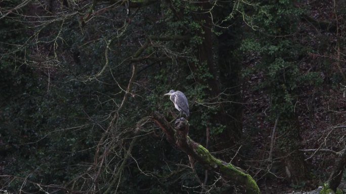 一只灰鹭栖息在小湖边的树枝上。冬天。英国