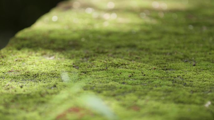 苔藓