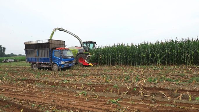 中国北方的农场里，收割者正在收割青贮玉米