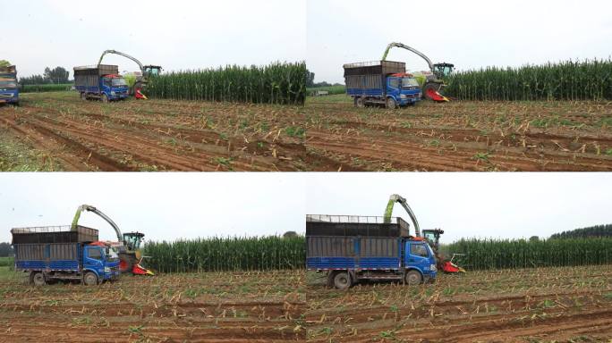 中国北方的农场里，收割者正在收割青贮玉米