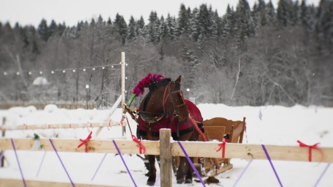 冬天套着马具的马呼出蒸汽。防霜冻和假日装备。节日庆典用的雪橇。一场罕见的雪正在下