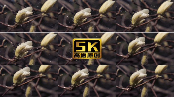 【5K】白玉兰花苞，玉兰花盛开，雨中玉兰