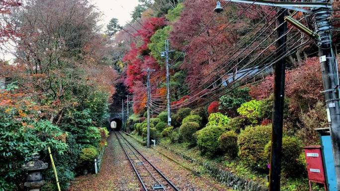 高尾山一日游:探索东京最受欢迎的山