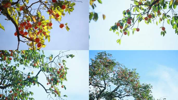 天空下纯净的柿子树