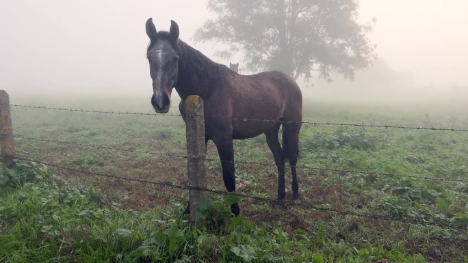 好奇的马在雾蒙蒙的牧场上，从铁丝篱笆后面仔细地观察着什么