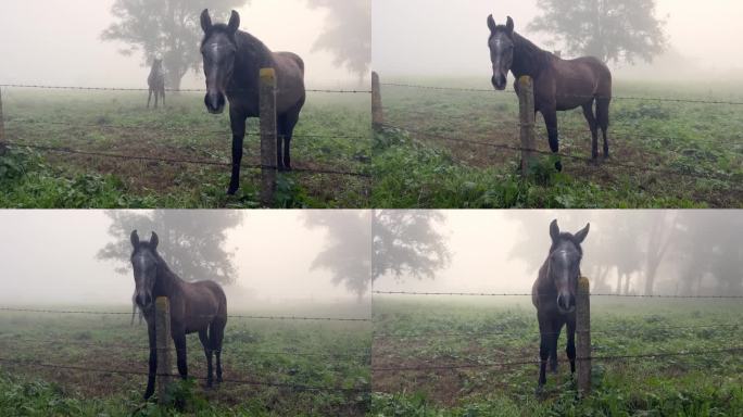 好奇的马在雾蒙蒙的牧场上，从铁丝篱笆后面仔细地观察着什么