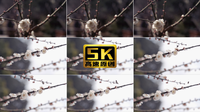 【5K】雨中梅花，梅花滴水慢动作