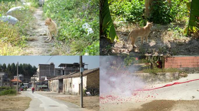 农村风光 走地鸡土鸡 猫在菜地里 放鞭炮