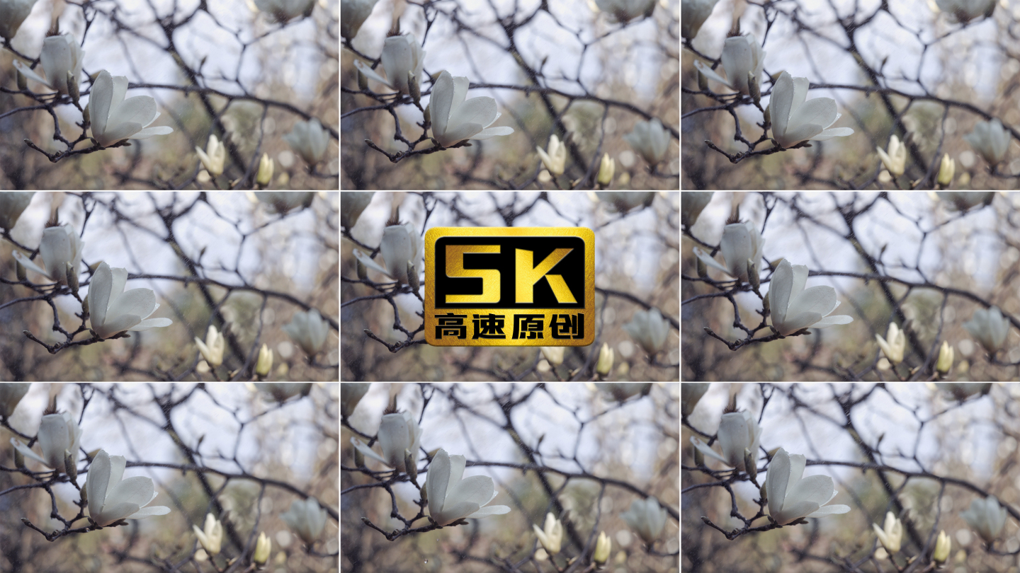 5K-盛开的玉兰花，白玉兰花开