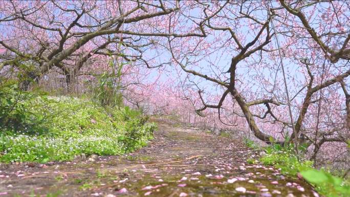 贵州岑巩客楼乡村桃园桃花