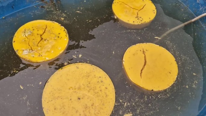一个养蜂人的工作是在不锈钢蒸汽锅炉里融化满是病害的旧黑蜡梳子。蜂房上的大蜡饼显示养蜂人。它有几公斤待