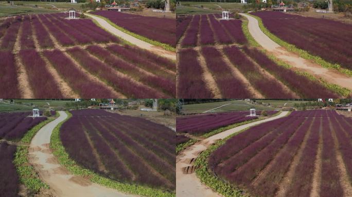 秦皇岛 粉黛草 航怕 4k 原素材