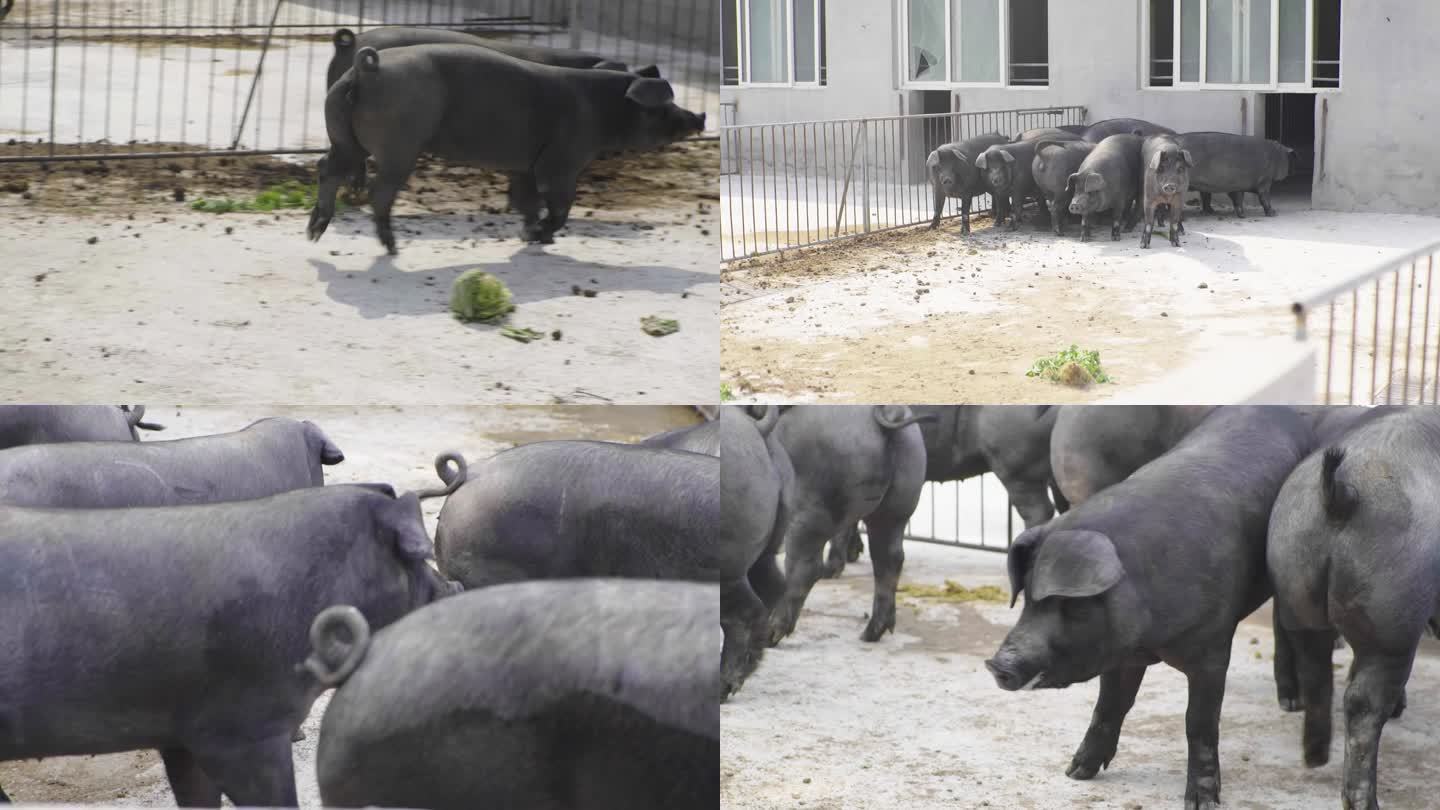 1080P黑猪