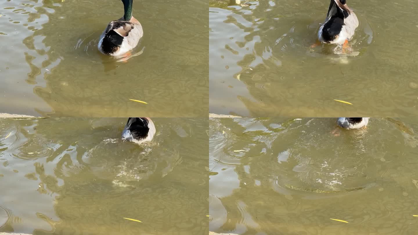 4K原创 水中游弋的鸭子