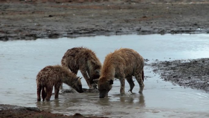 斑点鬣狗吃河马肉