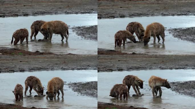 斑点鬣狗吃河马肉