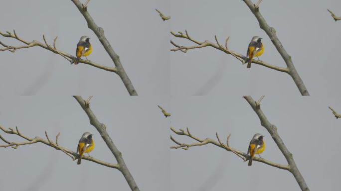 野生鸟类-北红尾鸲3