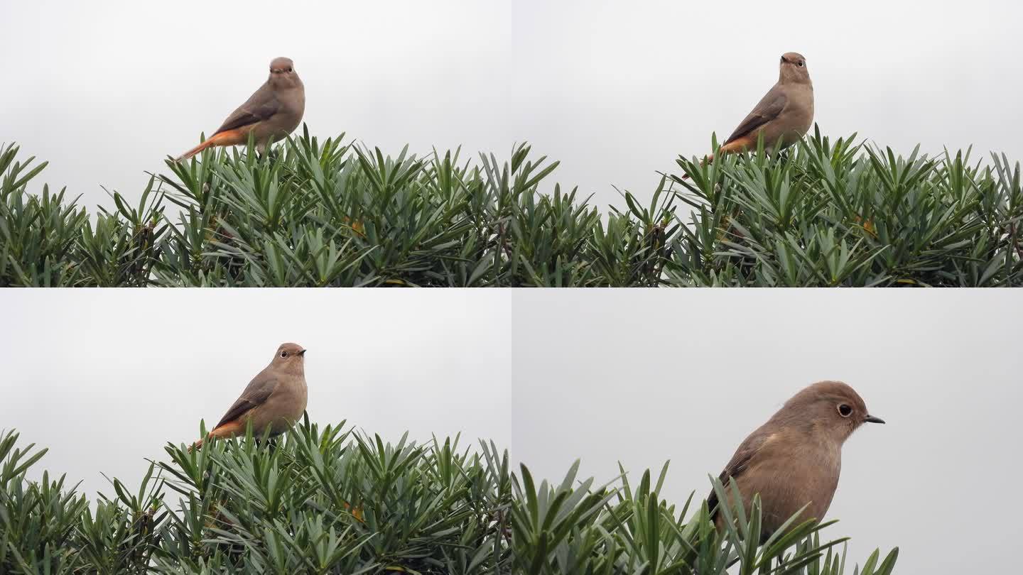 罗汉松树上的小鸟，蓝额红尾鸲母鸟