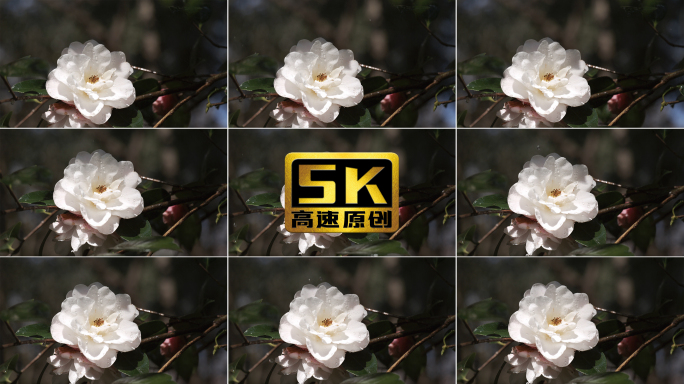 5K-水滴从山茶花朵上落下，水滴慢动作