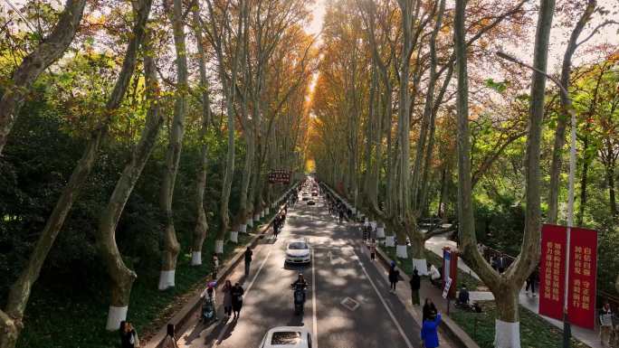 南京陵园路一年四季变换航拍