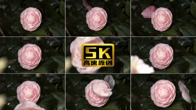 【5K】山茶花唯美镜头，花瓣掉落慢动作