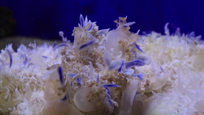 水母是生活在海里的动物之一