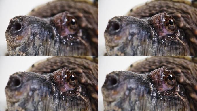 架对焦近距离微距的一个鳄龟的脸