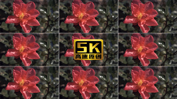 5K-雨中山茶，盛开的山茶花，水灵灵的花