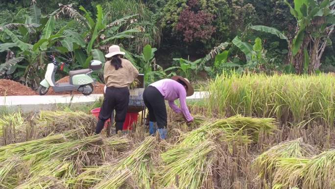 农忙收割稻谷丰收人工收割十月农村打谷机
