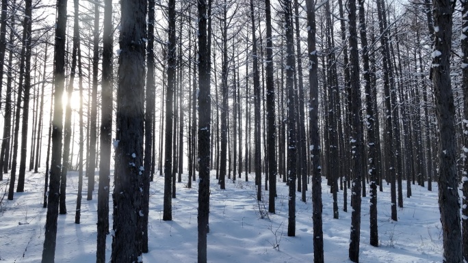 阳光光影雪原松林