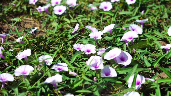 牵牛花特写镜头春暖花开花园园林