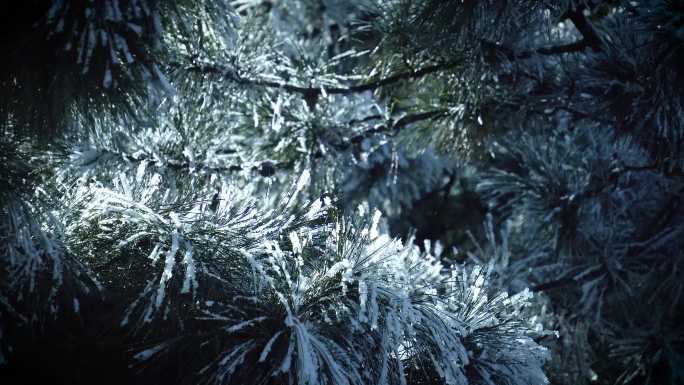 下雪 雪花 冬天 冬季 冬日 松树 雾松