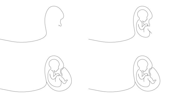 未出生的人类婴儿胎儿绘制线动画。bb在Mon Belly睡觉。