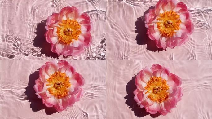 粉红色牡丹花落在水面上的慢动作和白底上发散的水圈。水飞溅。纯净的水与反射阳光和阴影。花的特写镜头
