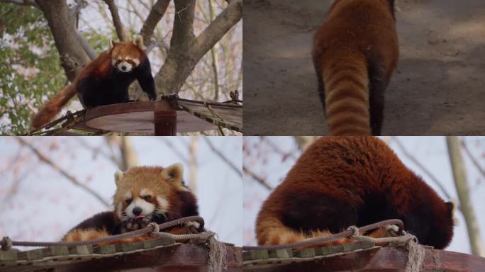 珍稀动物小熊猫动物园动物保护野生动物